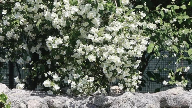 Da beleza do abandono