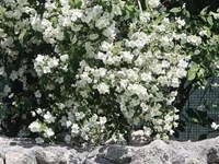 Da beleza do abandono