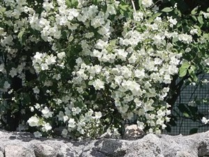 Da beleza do abandono