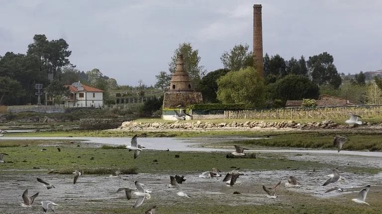 Das zonas húmidas e das migracións