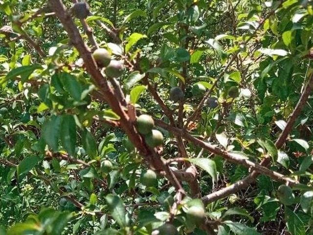 De caña e bruños
